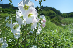 明日香村 大字稲渕 明日香村 大字稲渕
