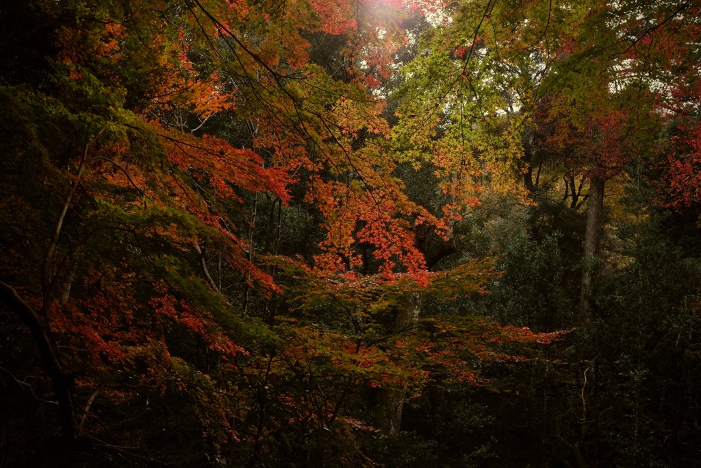 奈良　春日山原始林