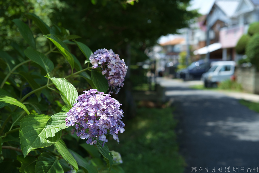橿原市　膳夫町