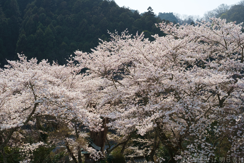 明日香村　大字稲渕