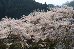 明日香村 大字稲渕 明日香村 大字稲渕