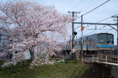 奈良市　佐保川沿いの桜