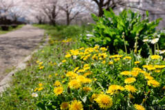 橿原市石川町（石川池）