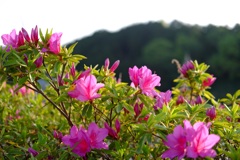 明日香村 大字飛鳥 明日香村 大字飛鳥