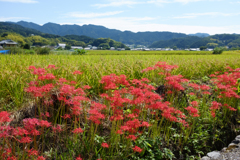 明日香村　大字飛鳥