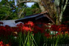 明日香村　大字檜前（ 檜前寺跡 ）