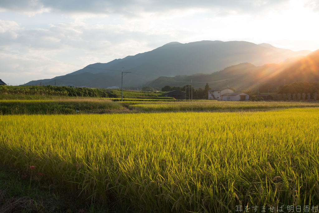 御所市　森脇　金剛山を望む