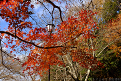 明日香村 大字平田( 国営飛鳥歴史公園 高松塚周辺地区 ) 明日香村 大字平田( 国営飛鳥歴史公園 高松塚周辺地区 )