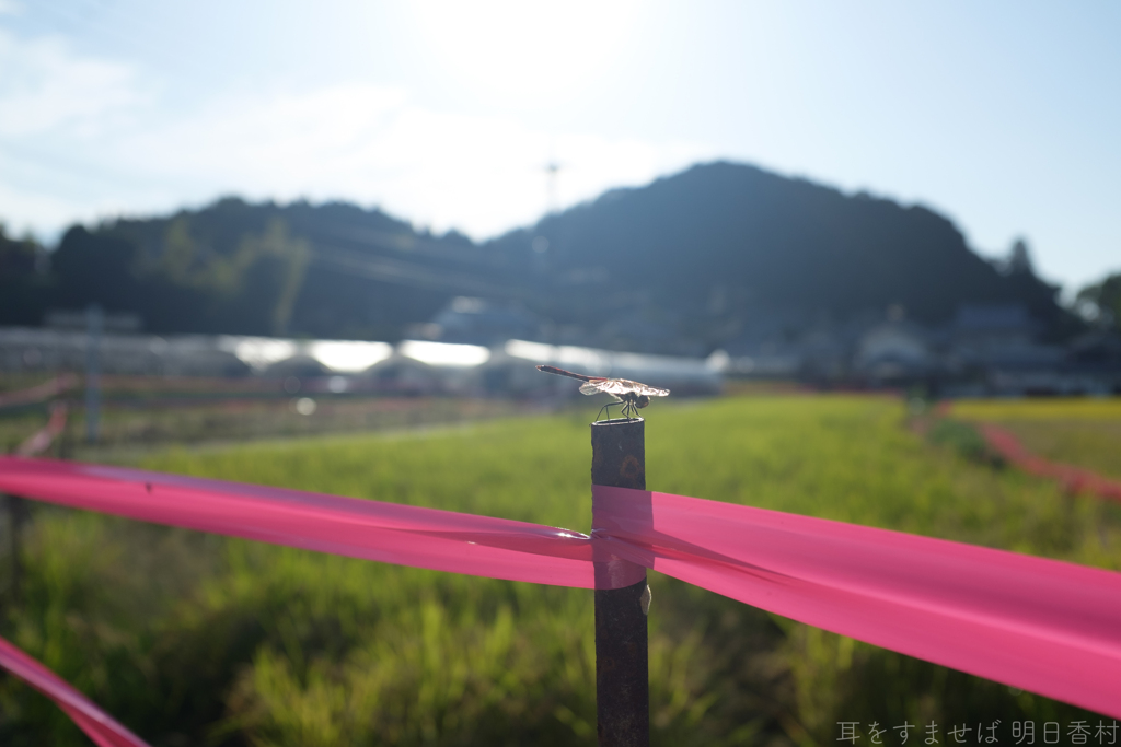 明日香村　大字橘