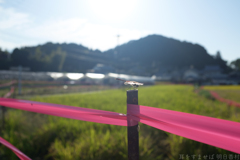 明日香村　大字橘