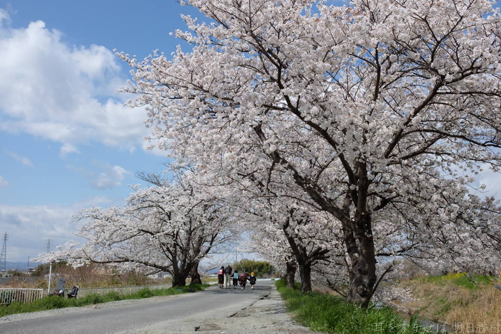 奈良県橿原市　飛鳥川沿いの桜