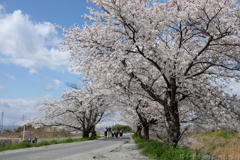 奈良県橿原市　飛鳥川沿いの桜
