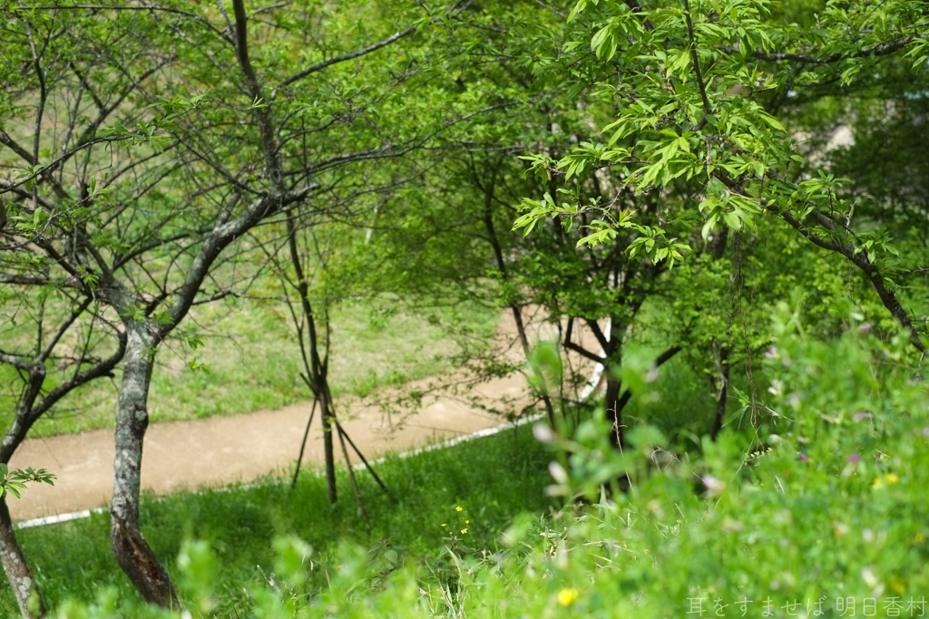 明日香村　大字豊浦（ 国営飛鳥歴史公園甘樫丘地区 ）