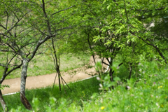 明日香村　大字豊浦（ 国営飛鳥歴史公園甘樫丘地区 ）
