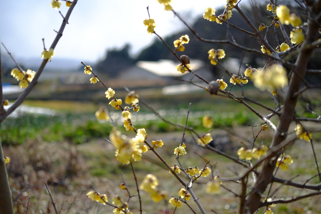 明日香村　大字豊浦