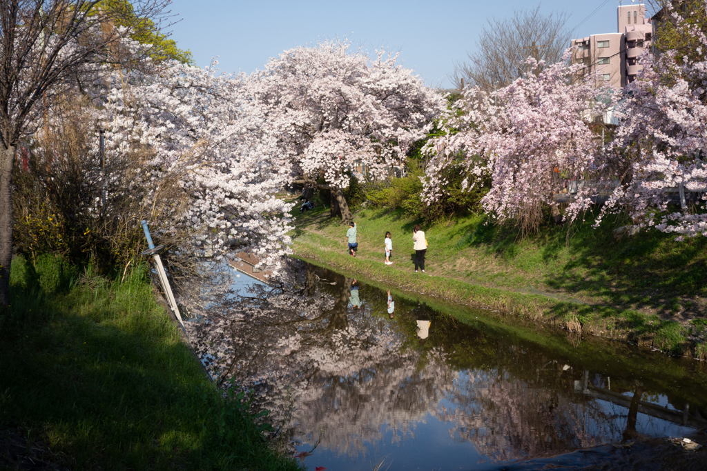 奈良県奈良市　佐保川沿い