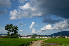 橿原市城殿町　本薬師寺跡