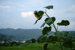明日香村　大字川原