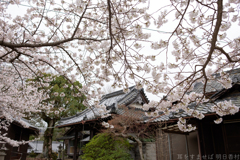 御所市 鳥井戸　妙相寺