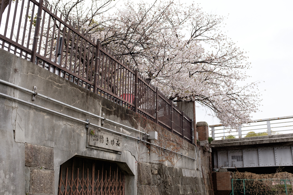 大阪市都島区　毛馬桜之宮公園の桜