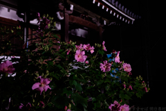 明日香村　大字橘　橘寺（ 飛鳥光の回廊2021 )