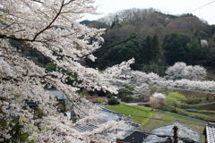 明日香村　大字稲渕