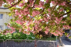 明日香村 大字橘 明日香村 大字橘