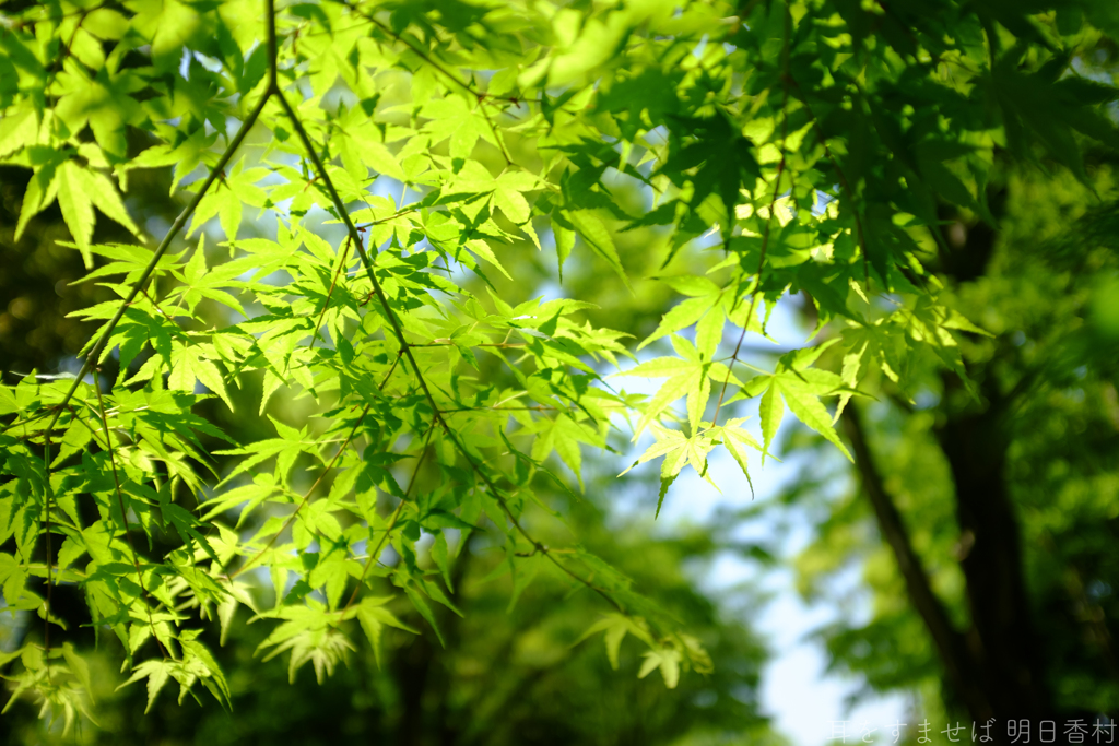 明日香村　大字豊浦