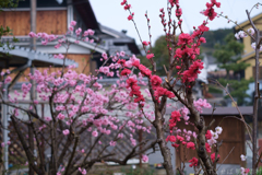 明日香村　大字立部