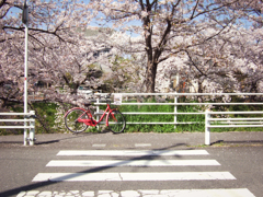 奈良県奈良市　佐保川沿い