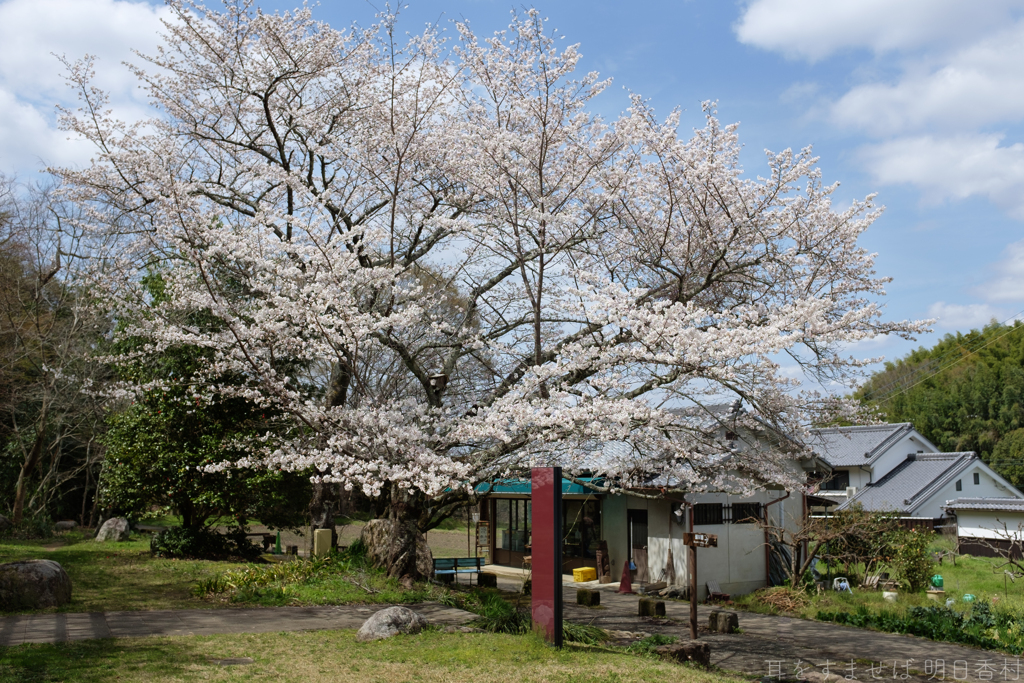 明日香村　大字豊浦　甘樫丘