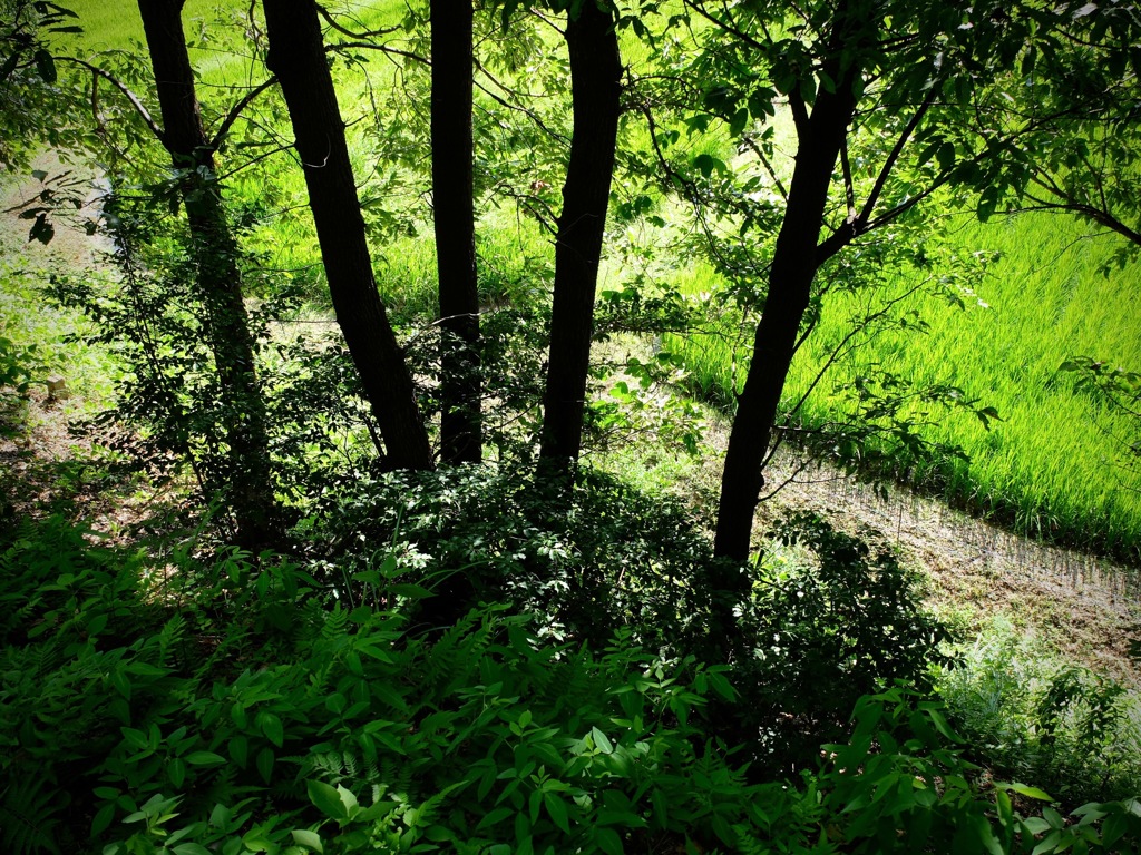 明日香村　大字祝戸