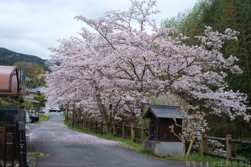 明日香村　大字橘
