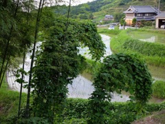 明日香村 阪田