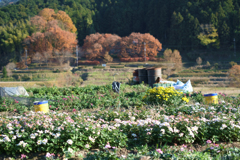 明日香村　大字稲渕