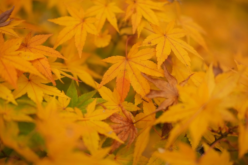 明日香村　国営飛鳥歴史公園 高松塚周辺地区