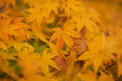 明日香村 国営飛鳥歴史公園 高松塚周辺地区 明日香村 国営飛鳥歴史公園 高松塚周辺地区