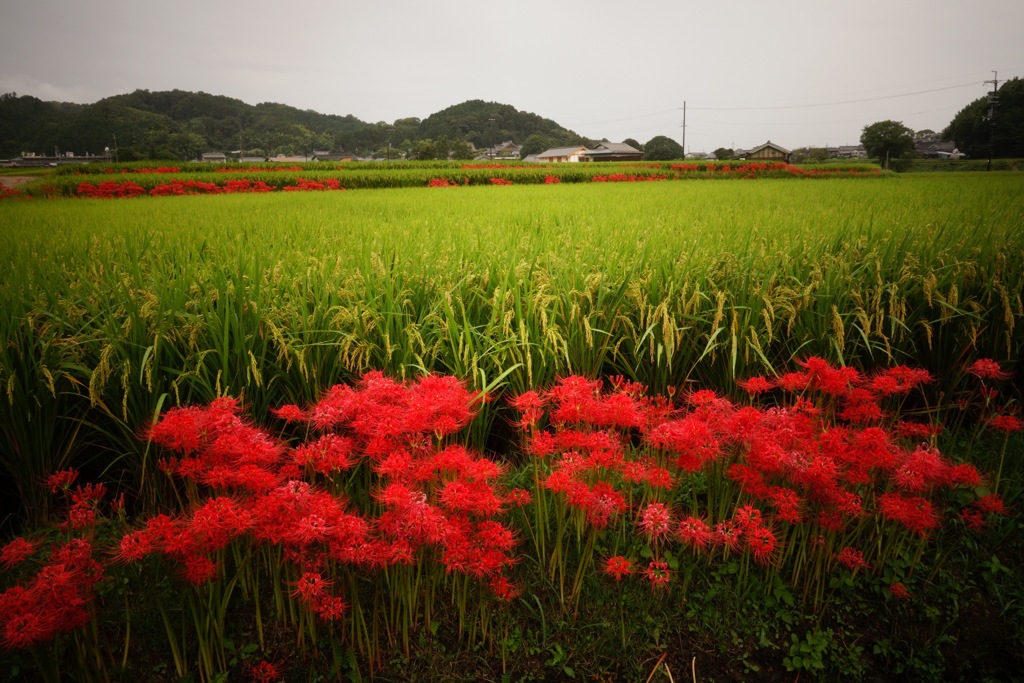 明日香村　大字岡
