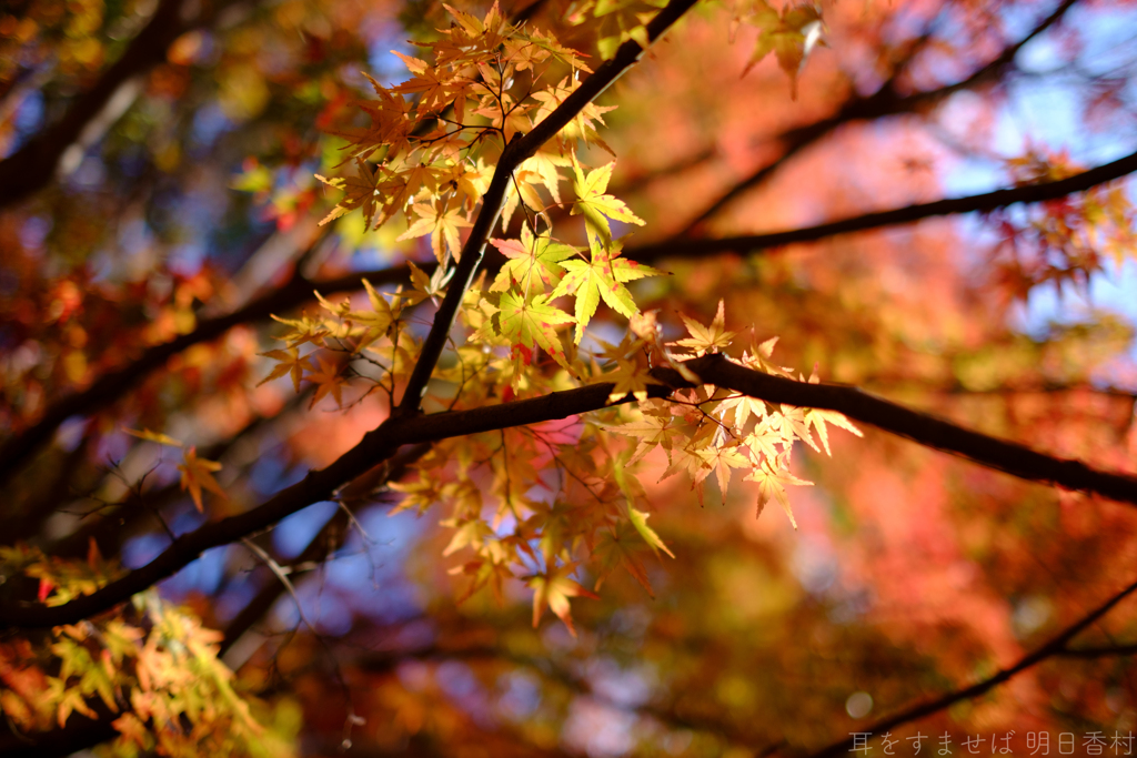 奈良県生駒郡斑鳩町　竜田川沿いの紅葉