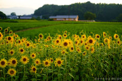 明日香村 大字岡 明日香村 大字岡