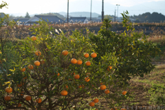 明日香村　大字橘