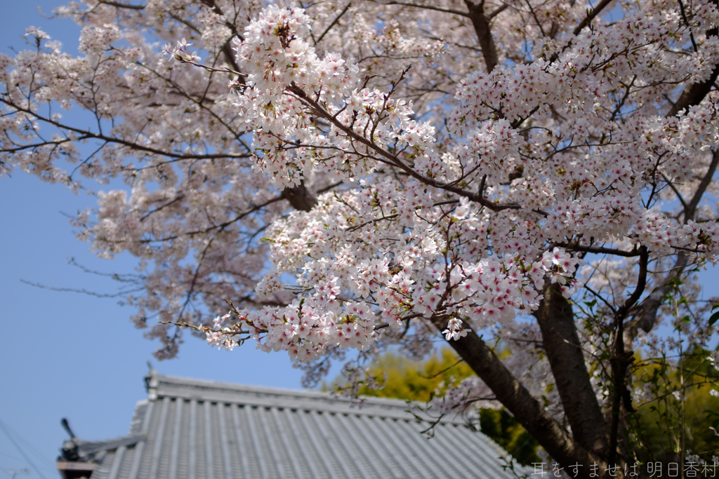 明日香村　大字岡 常谷寺