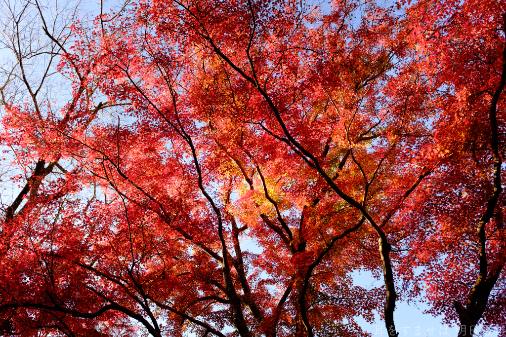 奈良県桜井市　長谷寺