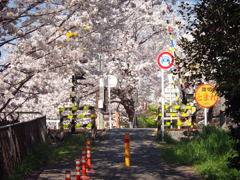 奈良県奈良市　佐保川沿い