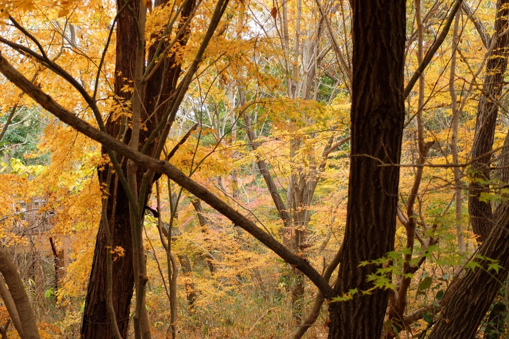 奈良県北葛城郡河合町、広陵町　馬見丘陵公園