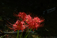 明日香村　大字飛鳥