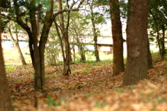 明日香村 大字豊浦 甘樫丘 明日香村 大字豊浦 甘樫丘