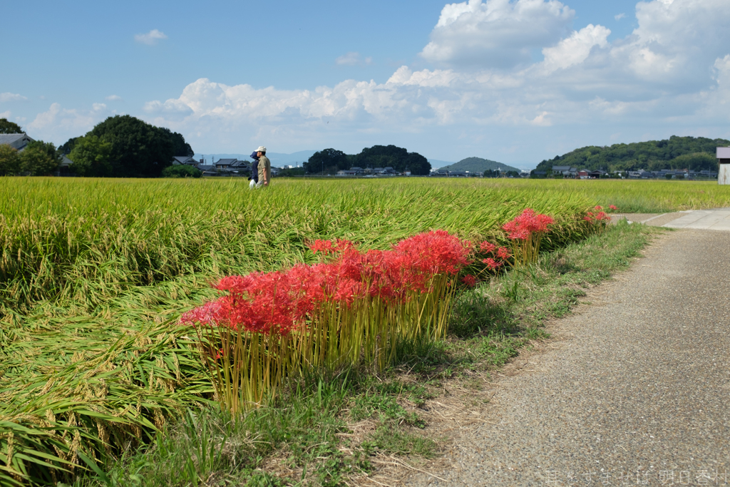 明日香村　大字飛鳥