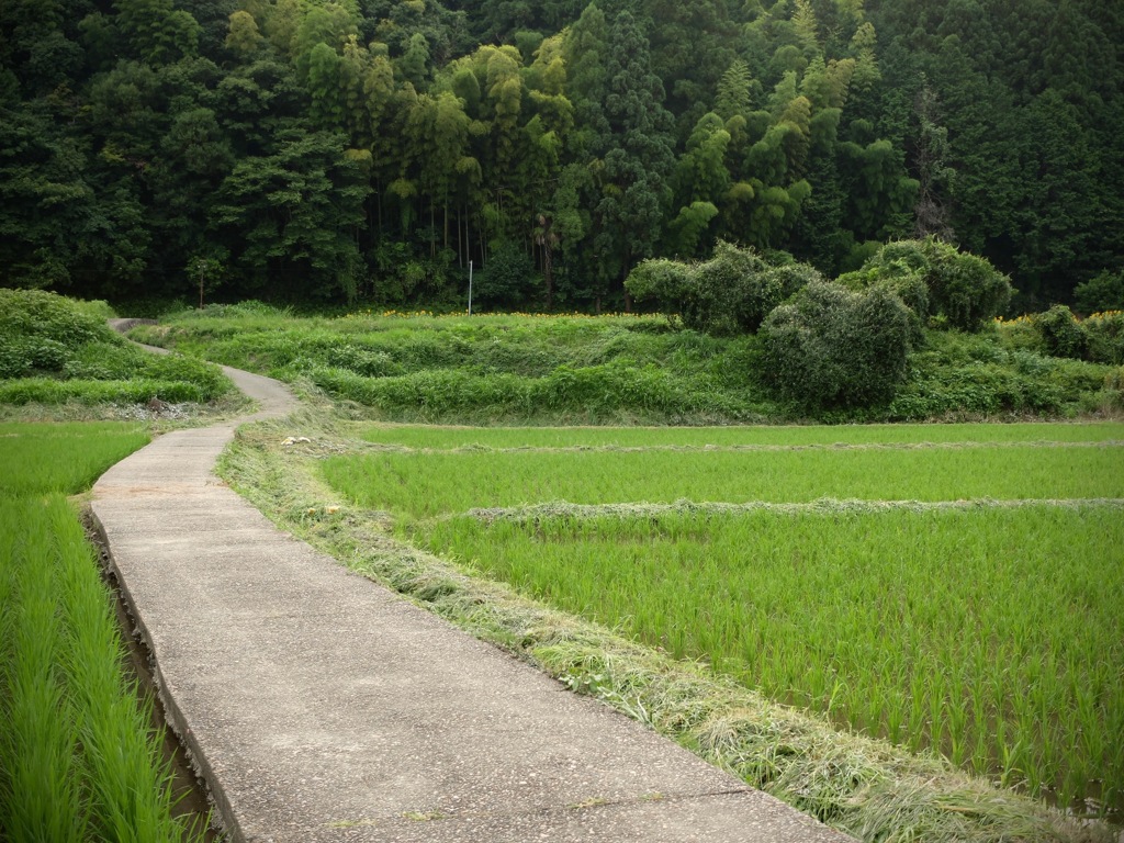明日香村 岡 （ 川原寺跡付近 ）