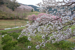 明日香村　大字島庄